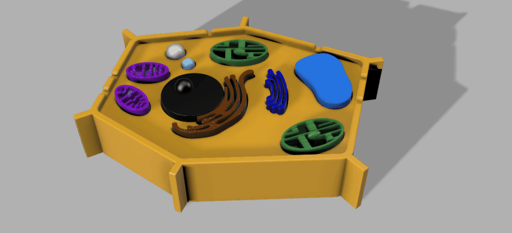 Pflanzenzelle – plant cell